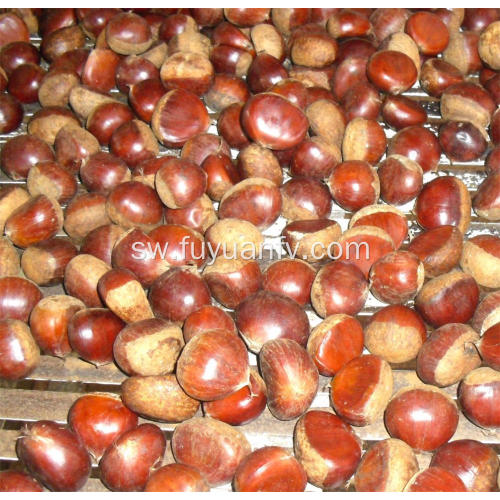 Mchuzi wa Dandong kutoka kwa chestnuts kubwa za kiwanda